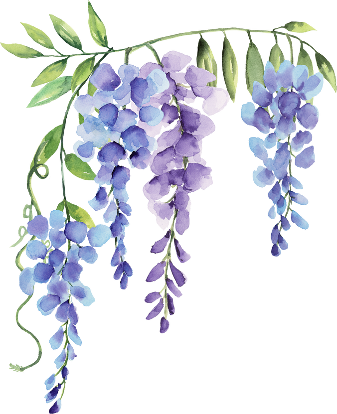 wisteria purple and blue flower border watercolor element 4